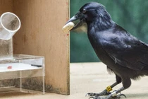 Video: 36 sự thật ít ai ngờ về thế giới động vật