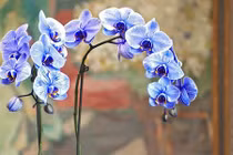 Lan hồ điệp nhập ngoại 3 triệu đồng/cành vẫn cháy hàng ngày Tết