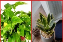 Top 5 loại cây ví như máy lọc không khí, hút sạch chất độc 