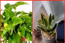 Top 5 loại cây ví như máy lọc không khí, hút sạch chất độc 