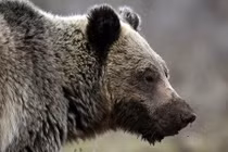 Bắn chết gấu, chồng phát hiện điều khủng khiếp xảy ra với vợ con