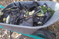 Dơi chết hàng loạt ở Úc vì nắng nóng kỷ lục