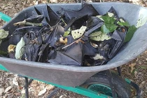 Dơi chết hàng loạt ở Úc vì nắng nóng kỷ lục