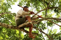 Xem người dân mưu sinh leo hàng chục mét để thu hoạch trám