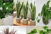 6 tháng cuối năm đặt cây phong thủy lên bàn làm việc công việc hanh thông