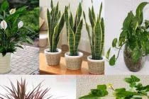 6 tháng cuối năm đặt cây phong thủy lên bàn làm việc công việc hanh thông