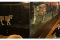 Nghiệt ngã cảnh sư tử "sống chỉ để mua vui" ở Thổ Nhĩ Kỳ