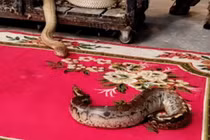 Video: Trăn cộc bị hổ mang chúa háu đói tấn công và cái kết