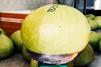 Quả bầu khổng lồ ở Khánh Hoà, phơi khô bán giá tiền triệu