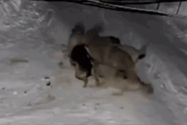 Video: Becgie bị xích tử chiến 6 chó sói trong đêm và cái kết bất ngờ