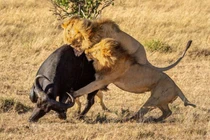 Video: Đụng nhầm trâu dữ, sư tử nhận cái kết đắng