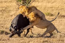 Video: Đụng nhầm trâu dữ, sư tử nhận cái kết đắng