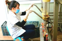 Nước mắm của loại hải sản đắt như vàng ròng