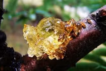 Giống cây chảy nước mũi, hứng đem bán được hàng trăm nghìn/kg