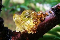 Giống cây chảy nước mũi, hứng đem bán được hàng trăm nghìn/kg