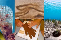 Phát hiện tấm áo nàng tiên cá xuất hiện trong hàng loạt mộ cổ