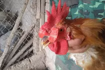 Ngộ nghĩnh 9X xứ Nghệ thành công rực rỡ nhờ đeo kính... cho gà