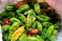 Ớt rớt giá rẻ như cho, riêng loại này vẫn có giá cao ngất