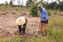 Đào rễ cỏ dại có tác dụng như "thần dược", kiếm nửa triệu/ngày