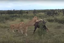 Video: Trâu rừng kêu lớn cầu cứu khi bị đàn sư tử vây quanh