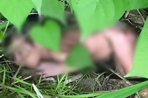 Bé gái bị vứt trong bụi rậm: Nghi do bố mẹ thích con trai hơn