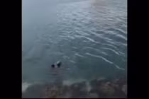 Được cho ăn, hải cẩu hành động bất ngờ để cảm ơn