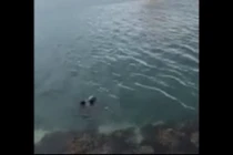 Được cho ăn, hải cẩu hành động bất ngờ để cảm ơn