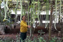 Hàng trăm quả mướp rắn dài 2m trong khu vườn Quảng Trị