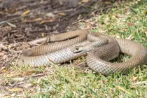 “Tóm dính” hai con rắn cực độc đang giao phối trong nhà