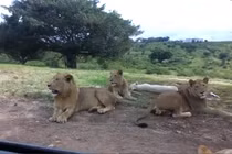 Video: Sư tử dùng răng mở tung cửa ô tô khiến du khách thất kinh