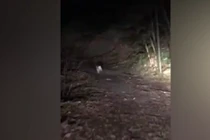 Video: Mèo hoang dẫn đường cho tài xế lạc trong rừng đêm