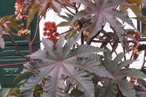 Video: 3 bài thuốc chữa dứt điểm đau thần kinh tọa nhiều người tin dùng