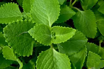 Video: Có lá này trong nhà vào mùa lạnh còn quý hơn cả nhân sâm