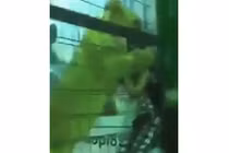 Video: Sư tử bất ngờ lao vào tấn công bé gái ở Ả Rập Saudi