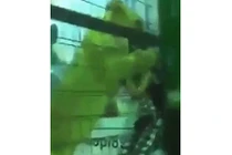 Video: Sư tử bất ngờ lao vào tấn công bé gái ở Ả Rập Saudi