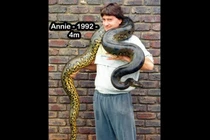 Con trăn khổng lồ sống lâu đời nhất thế giới đã 37 tuổi