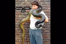 Con trăn khổng lồ sống lâu đời nhất thế giới đã 37 tuổi