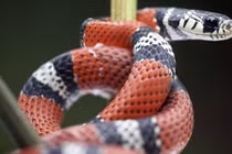 "Rắn vua" 3 màu tuyệt đẹp sống trên dãy núi cao 4.000m