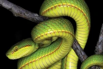 Loài rắn vừa được phát hiện có tên trong Harry Potter