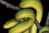 Loài rắn vừa được phát hiện có tên trong Harry Potter