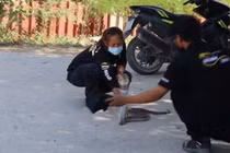 Video: Người dân được hướng dẫn bắt rắn hổ mang chúa