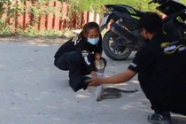 Video: Người dân được hướng dẫn bắt rắn hổ mang chúa