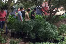 Cần sa - từ “thú chơi” đến hiểm họa