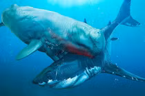 Video: Những kẻ thù nguy hiểm của 'siêu quái vật' Megalodon