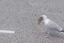 Video: Chim "quái vật" nuốt chửng thỏ trong "hai nốt nhạc"