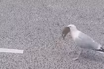 Video: Chim "quái vật" nuốt chửng thỏ trong "hai nốt nhạc"