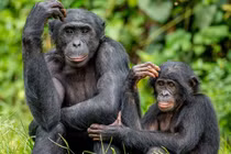 Những sự thật lạ lùng về các loài động vật mà bạn không hề biết