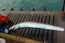 Ngư dân Peru bắt được "rồng biển" có thể dự báo thảm họa khủng khiếp