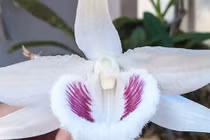 Lan đột biến: Nhân giống cả loạt bán giá vài ngàn/cây