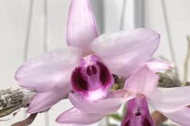 Rùng rùng đi lùng mua mầm phong lan đột biến 7 tỷ